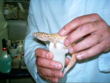 Ultraschalluntersuchung Gecko